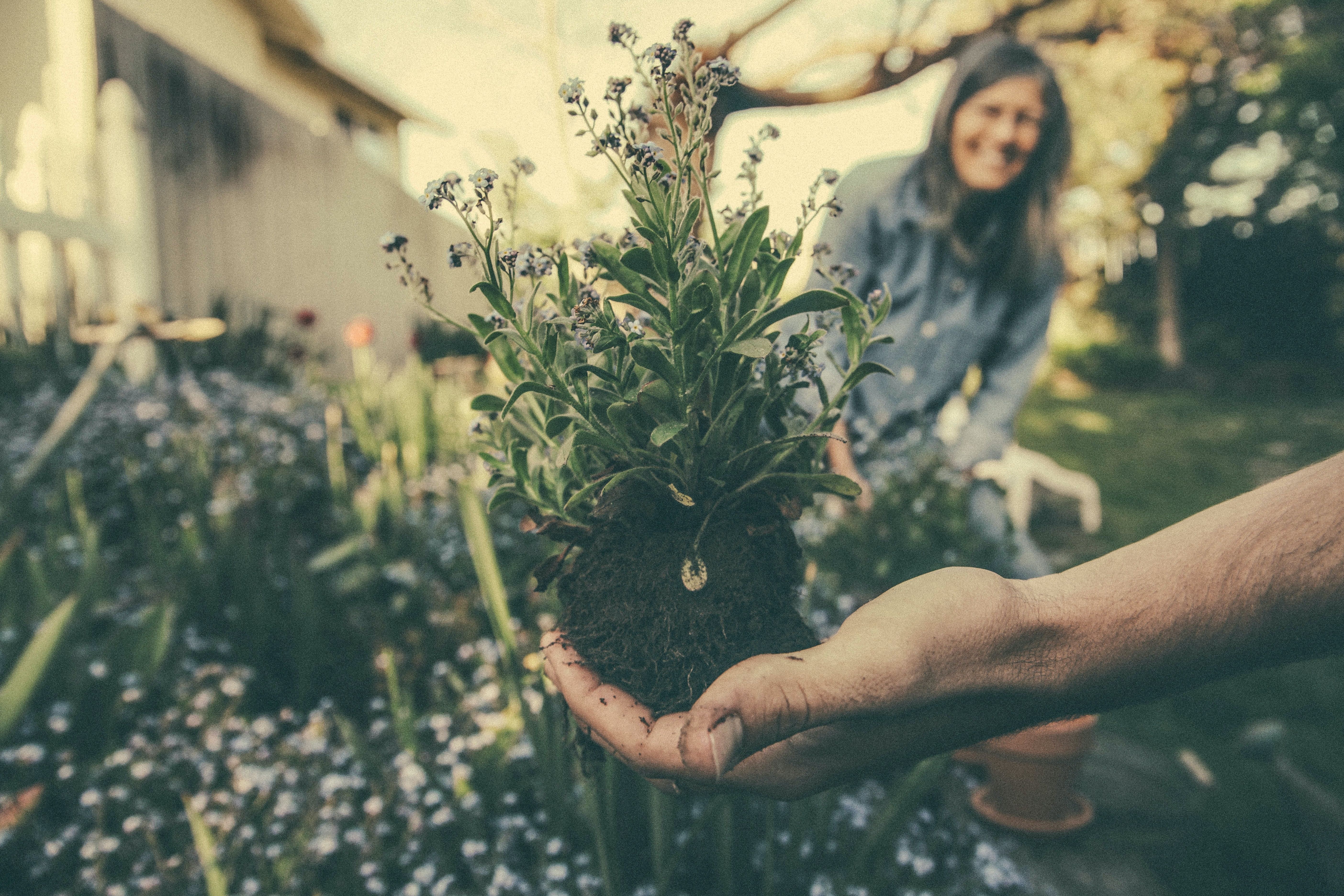 Les 4 vertus du jardinage pour les retraités